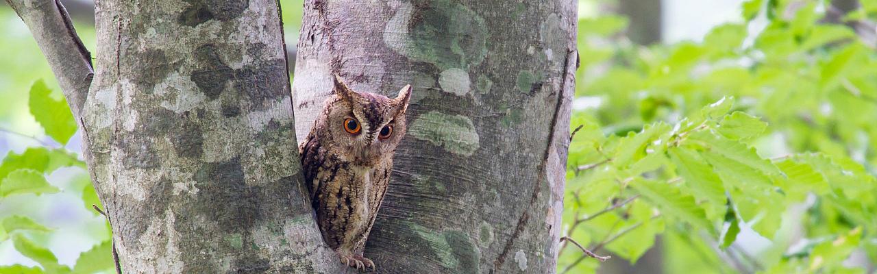 Birding India, Bird watching Asia, India Nature Tour, Big Cats in India, Naturalist Journeys, Wildlife Tour, Wildlife Photography, Ecotourism, Specialty Birds, Birding Hotspot, Tiger Reserve, Snow Leopards