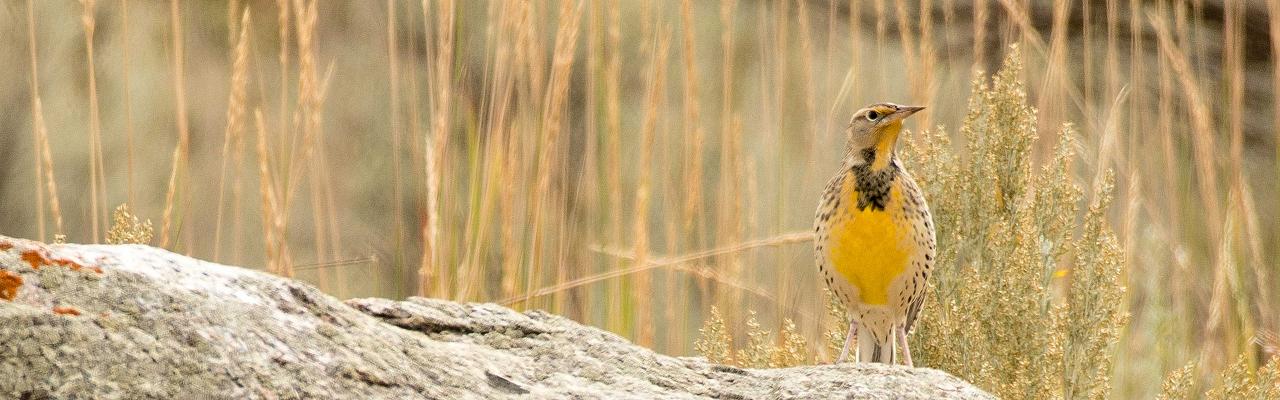 Western Meadowlark, Sandhill Crane Migration Tour, Platte River, Nebraska, Migration Tour, Naturalist Journeys