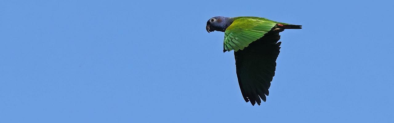 Birding the Amazon, Bird watching South America, Nature Tour, Amazon River, Naturalist Journeys, Wildlife Tour, Wildlife Photography, Ecotourism, Specialty Birds, Birding Hotspot, Endemic Birds