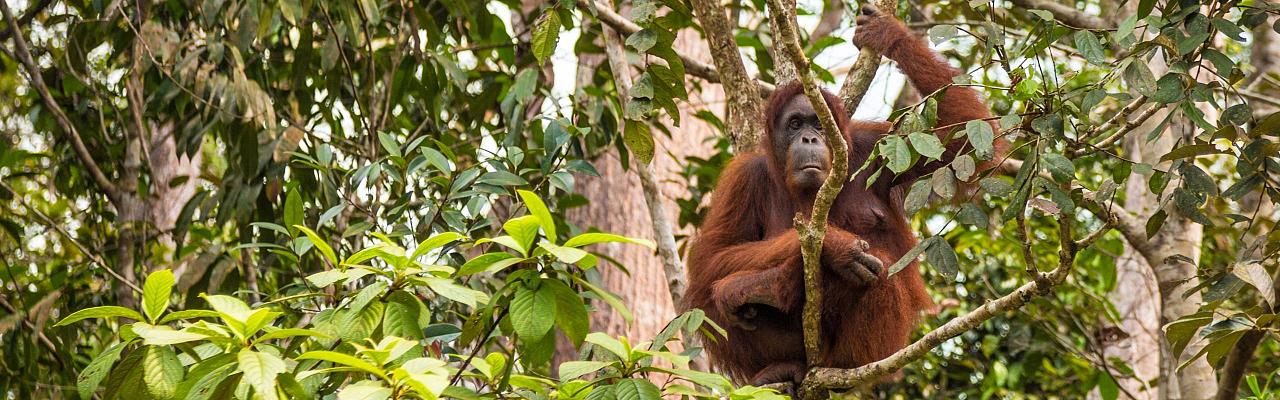 Birding Borneo