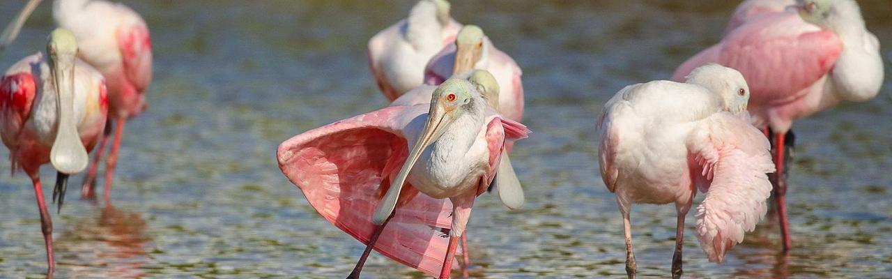 Roseate Spoonbill, Roseate Spoonbill Rookery, Texas, Texas Coast, Big Thicket, Texas Birding Tour, Spring Migration Tour, Texas Migration Tour, Texas Nature Tour, Naturalist Journeys