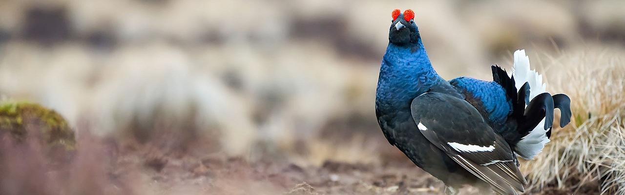 Birding Scotland, Bird Watching Scotland, United Kingdom, Scottish Isles, Naturalist Journeys, Wildlife Tour, Wildlife Photography, Ecotourism, Specialty Birds, Endemic Birds, Birding Hotspot, Cruise, Puffin