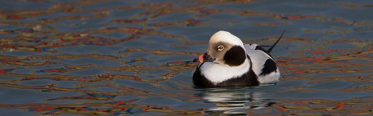 Birding Scotland, Bird Watching Scotland, United Kingdom, Scottish Isles, Naturalist Journeys, Wildlife Tour, Wildlife Photography, Ecotourism, Specialty Birds, Endemic Birds, Birding Hotspot, Cruise, Puffin