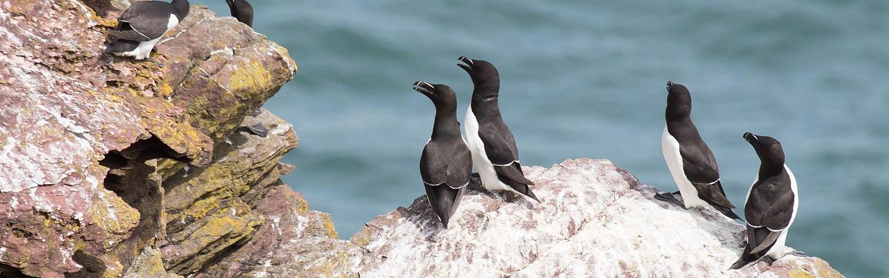 Birding Scotland, Bird Watching Scotland, United Kingdom, Scottish Isles, Naturalist Journeys, Wildlife Tour, Wildlife Photography, Ecotourism, Specialty Birds, Endemic Birds, Birding Hotspot, Cruise, Puffin