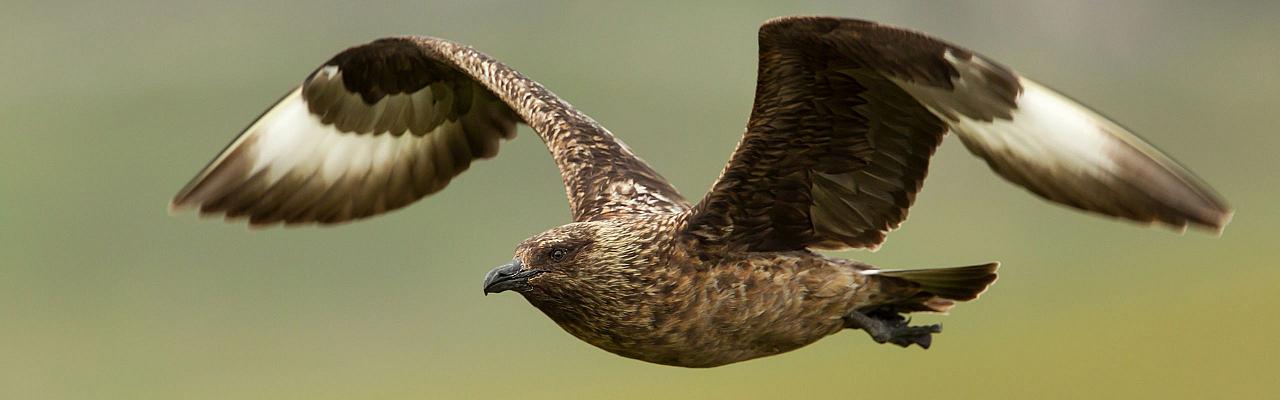 Birding Scotland, Bird Watching Scotland, United Kingdom, Scottish Isles, Naturalist Journeys, Wildlife Tour, Wildlife Photography, Ecotourism, Specialty Birds, Endemic Birds, Birding Hotspot, Cruise, Puffin