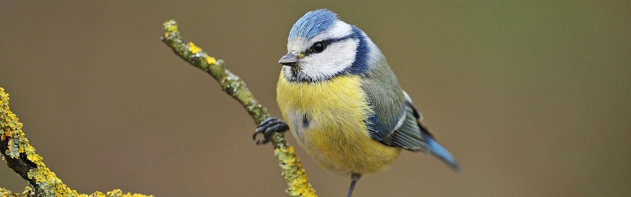 Birding Scotland, Bird Watching Scotland, United Kingdom, Scottish Isles, Naturalist Journeys, Wildlife Tour, Wildlife Photography, Ecotourism, Specialty Birds, Endemic Birds, Birding Hotspot, Cruise, Puffin