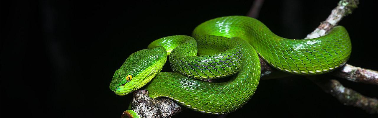 Thailand Birding and Nature tour Naturalist Journeys, Doi Inthanon National Park, Kaeng Krachan National Park, White-lipped Viper, Rushen via Wikimedia Commons