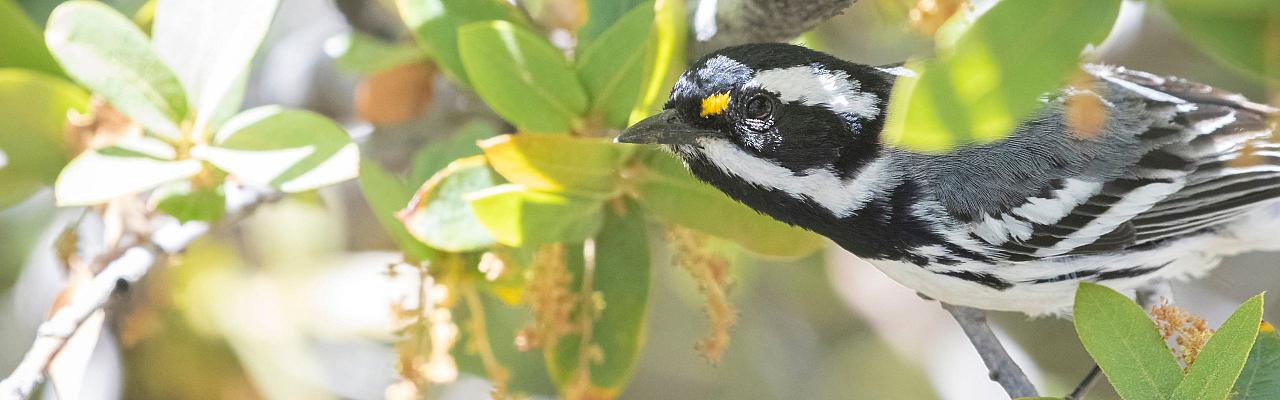 Birding Arizona, Bird Watching Arizona, Naturalist Journeys, Wildlife Tour, Wildlife Photography, Ecotourism, Specialty Birds, Endemic Birds, Birding Hotspot, Sky Islands, Saguaro National Park