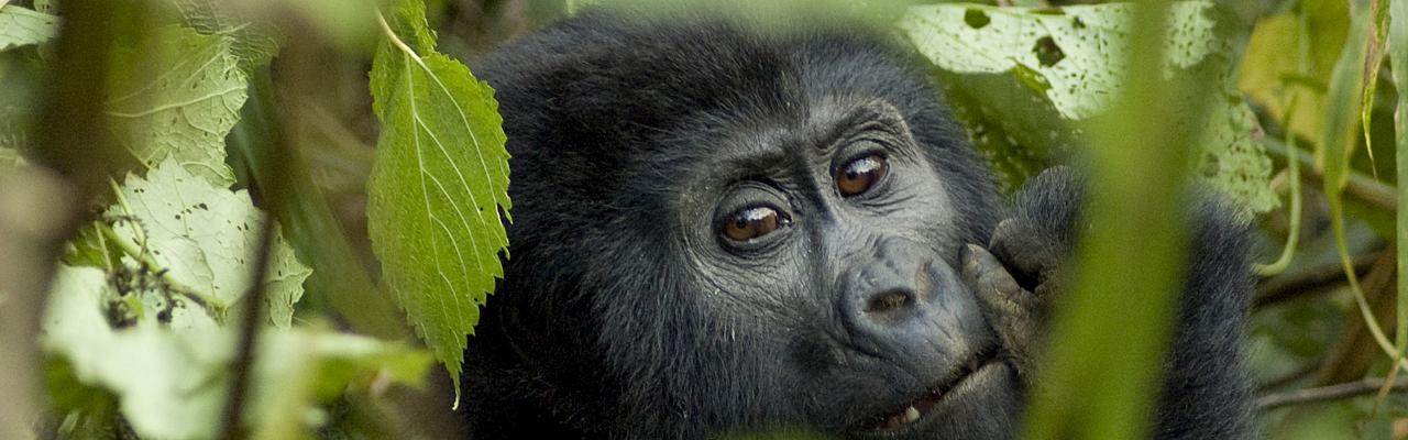 Mountain Gorilla, Uganda, Uganda Safari, Uganda Wildlife Tour, Uganda Nature Tour, Naturalist Journeys