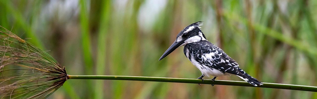 Pied Kingfisher, Birding Uganda, Bird Watching Uganda, Uganda, African Birds, Naturalist Journeys, Wildlife Tour, Wildlife Photography, Ecotourism, Specialty Birds, Endemic Birds, Birding Hotspot, Gorilla Trek, Queen Elizabeth National Park 