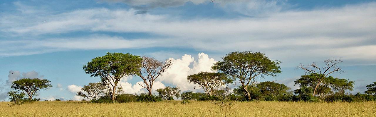 Birding Uganda, Bird Watching Uganda, Uganda, African Birds, Naturalist Journeys, Wildlife Tour, Wildlife Photography, Ecotourism, Specialty Birds, Endemic Birds, Birding Hotspot, Gorilla Trek, Queen Elizabeth National Park 