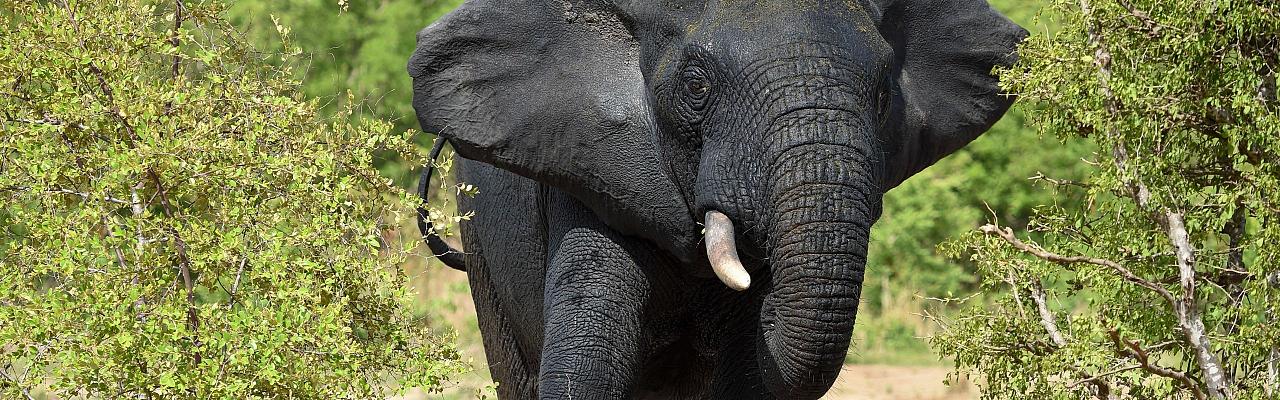Elephant, Ghana Nature Tour, West Africa, African Safari, Ghana Birds, Birdwatching, Guided Nature Tour, Wildlife Photography, Ecotourism