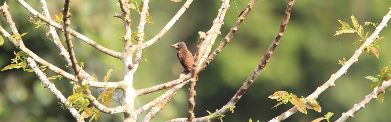 Naked-faced Barbet, Ghana Nature Tour, West Africa, African Safari, Ghana Birds, Birdwatching, Guided Nature Tour, Wildlife Photography, Ecotourism
