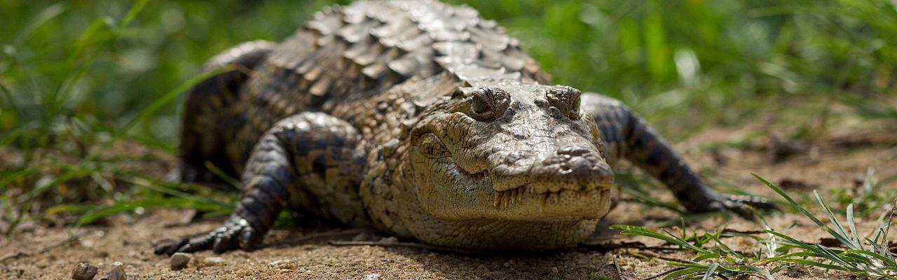 Ghana Crocodile, Ghana Nature Tour, West Africa, African Safari, Ghana Birds, Birdwatching, Guided Nature Tour, Wildlife Photography, Ecotourism