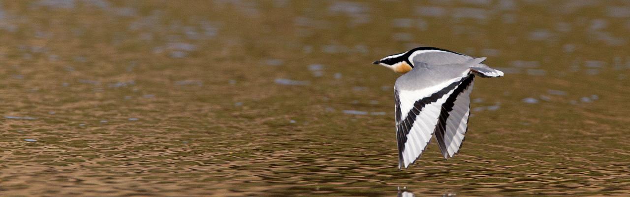 Egyptian Plover, Ghana Nature Tour, West Africa, African Safari, Ghana Birds, Birdwatching, Guided Nature Tour, Wildlife Photography, Ecotourism