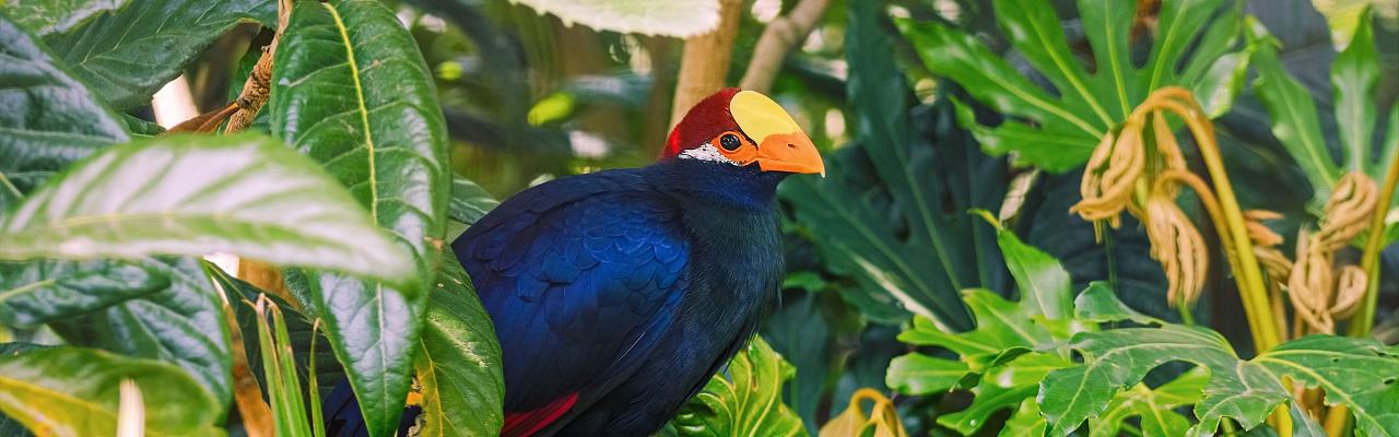 Violet Turaco, Ghana Nature Tour, West Africa, African Safari, Ghana Birds, Birdwatching, Guided Nature Tour, Wildlife Photography, Ecotourism