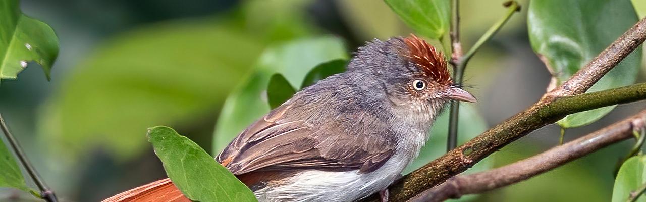 ghana birding and nature tour Naturalist Journeys wildlife safari in Ghana West Africa