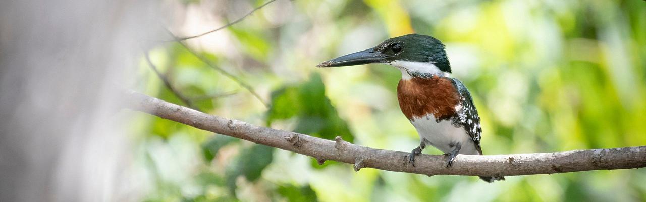 Green Kingfisher, Birding Texas Hill Country, Bird watching, Texas, Hill Country, Naturalist Journeys, Wildlife Tour, Wildlife Photography, Ecotourism, Specialty Birds, Birding Hotspot