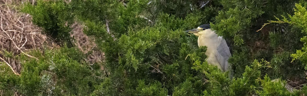 Black-crowned Night Heron, Birding New Jersey, Bird watching Cape May, Cape May New Jersey, Nature Tour, Naturalist Journeys, Wildlife Tour, Wildlife Photography, Ecotourism, Specialty Birds, Birding Hotspot, Endemic Birds