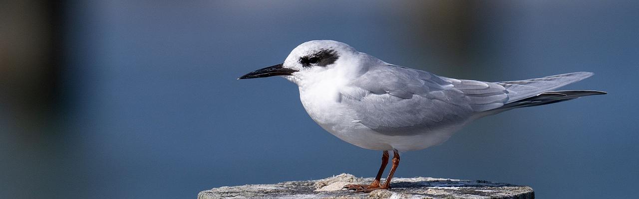 Forster's Tern, Birding New Jersey, Bird watching Cape May, Cape May New Jersey, Nature Tour, Naturalist Journeys, Wildlife Tour, Wildlife Photography, Ecotourism, Specialty Birds, Birding Hotspot, Endemic Birds