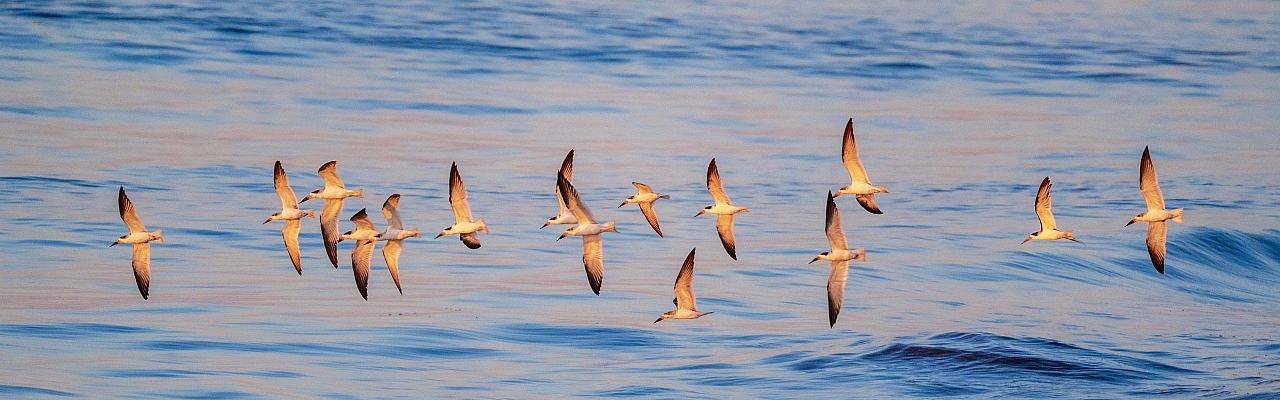 Black Skimmers, Birding New Jersey, Bird watching Cape May, Cape May New Jersey, Nature Tour, Naturalist Journeys, Wildlife Tour, Wildlife Photography, Ecotourism, Specialty Birds, Birding Hotspot, Endemic Birds