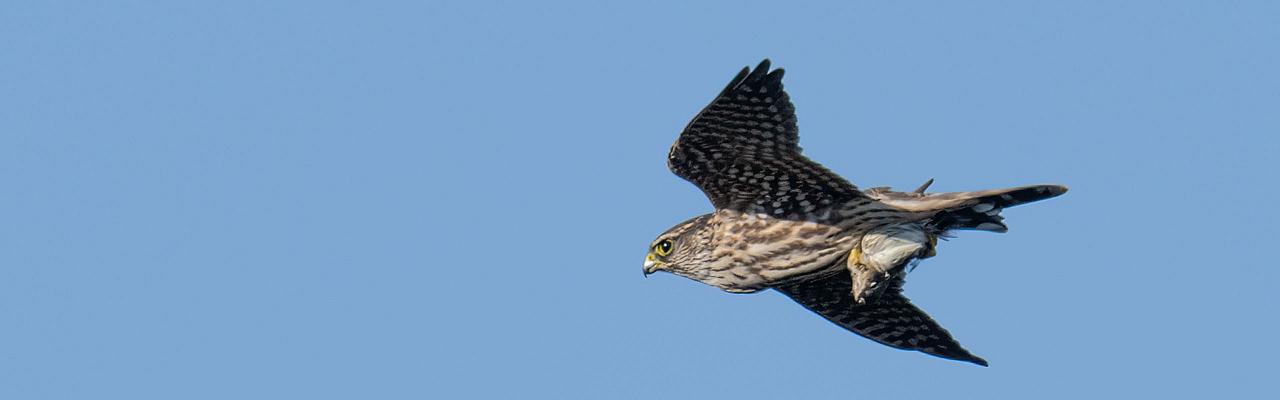 Merlin, Birding New Jersey, Bird watching Cape May, Cape May New Jersey, Nature Tour, Naturalist Journeys, Wildlife Tour, Wildlife Photography, Ecotourism, Specialty Birds, Birding Hotspot, Endemic Birds