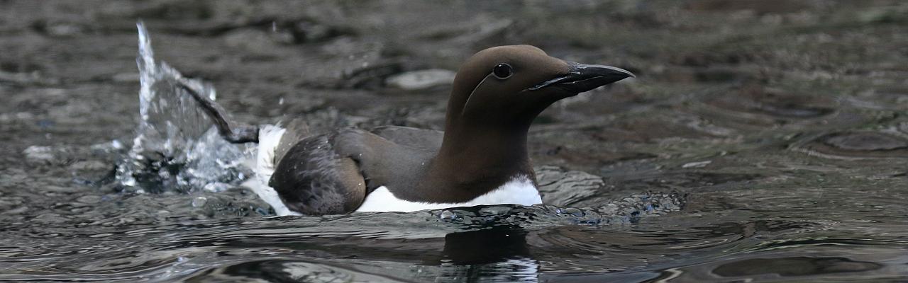 Common Murre; Pacific Northwest, Olympic Peninsula, Olympic National Park, Washington, Naturalist Journeys