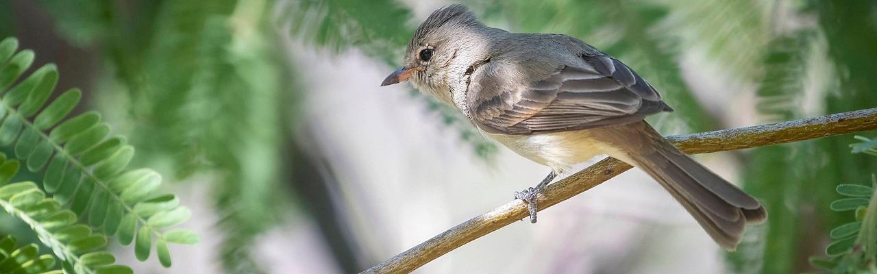 Birding Arizona, Bird Watching Arizona, Naturalist Journeys, Wildlife Tour, Wildlife Photography, Ecotourism, Specialty Birds, Endemic Birds, Birding Hotspot, Sky Islands, Saguaro National Park