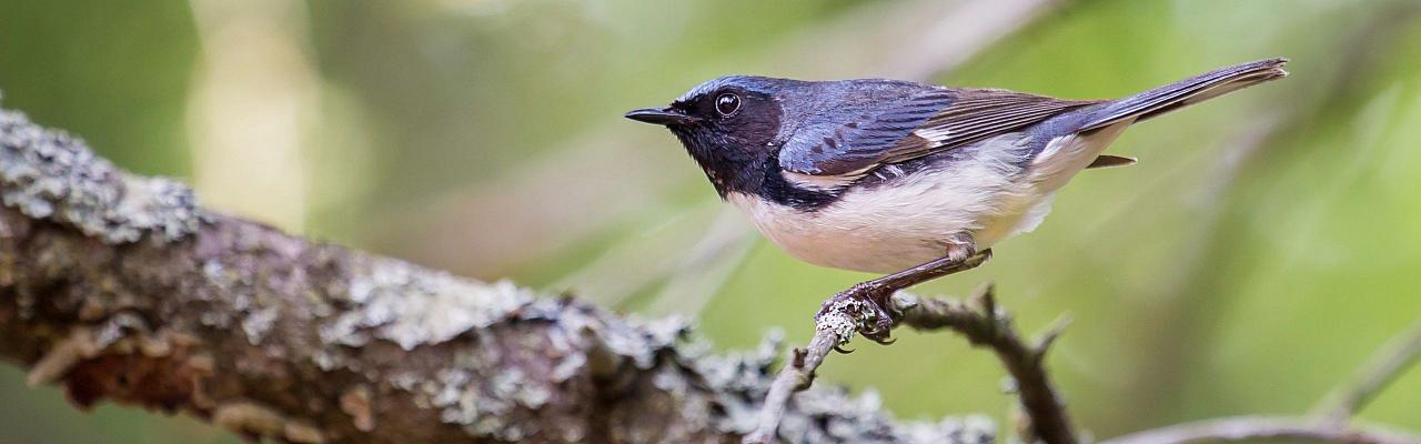 Black-throated Blue Warbler, Birding Ohio, Ohio Biggest Week in Birding, Spring Migration, Bird watching Ohio, North America, Naturalist Journeys, Wildlife Tour, Wildlife Photography, Ecotourism, Specialty Birds, Birding Hotspot, Lake Erie