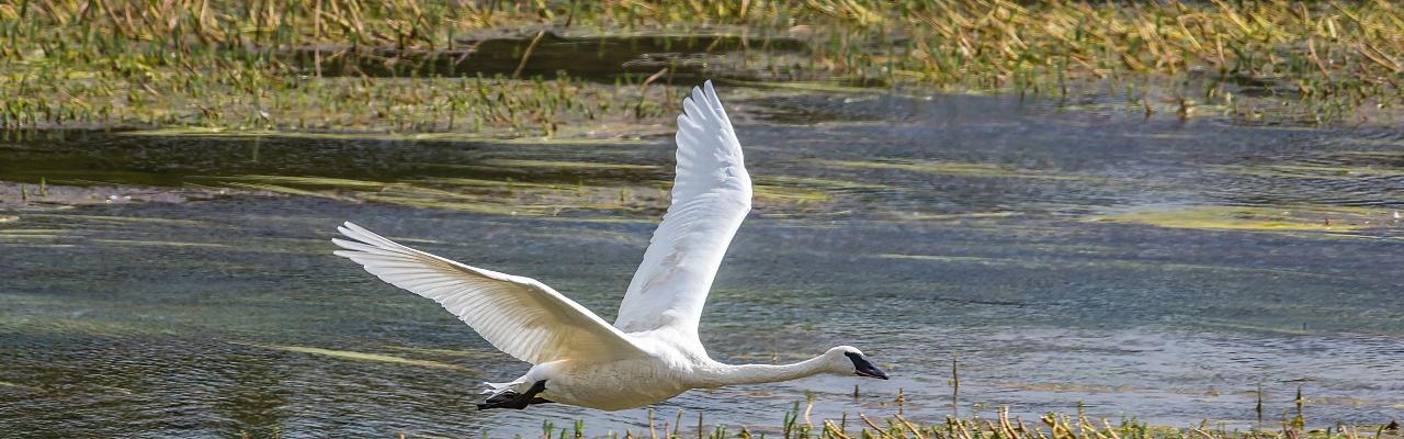 Trumpeter Swan, Birding Ohio, Ohio Biggest Week in Birding, Spring Migration, Bird watching Ohio, North America, Naturalist Journeys, Wildlife Tour, Wildlife Photography, Ecotourism, Specialty Birds, Birding Hotspot, Lake Erie