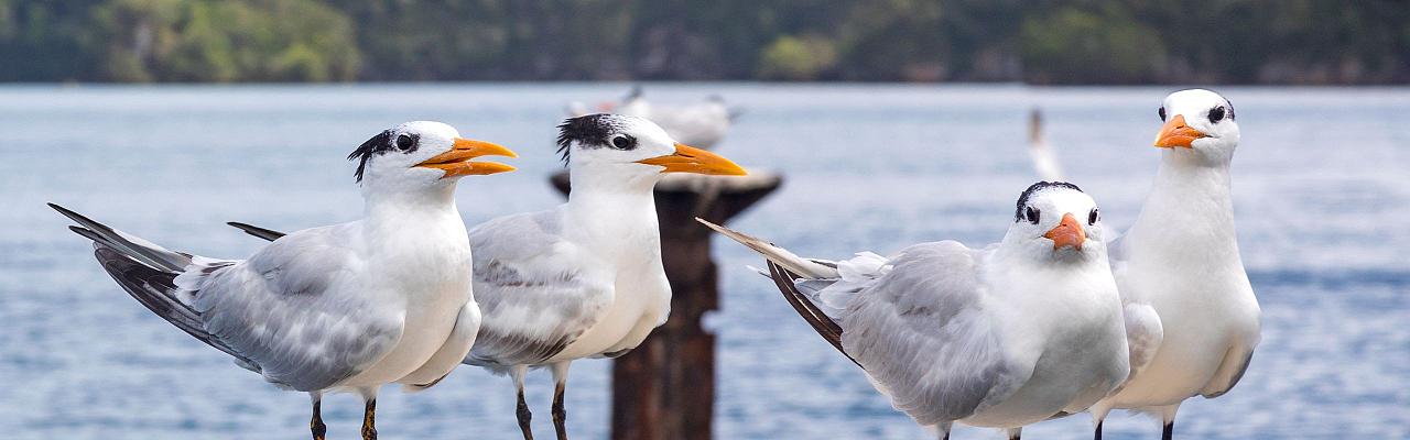 Birding Jamaica, Birding the Dominican Republic, Bird watching Caribbean, Nature Tour, Naturalist Journeys, Wildlife Tour, Wildlife Photography, Ecotourism, Specialty Birds, Birding Hotspot, Endemic Birds