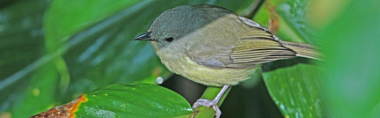 Blue Mountain Vireo, Birding Jamaica, Birding the Dominican Republic, Bird watching Caribbean, Nature Tour, Naturalist Journeys, Wildlife Tour, Wildlife Photography, Ecotourism, Specialty Birds, Birding Hotspot, Endemic Birds