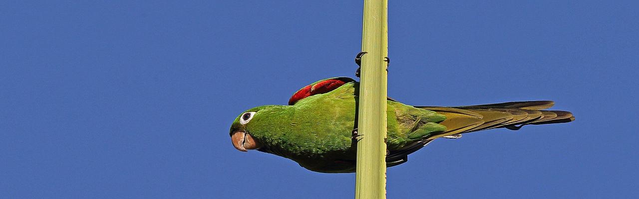 Hispaniolian Parakeet, Birding Jamaica, Birding the Dominican Republic, Bird watching Caribbean, Nature Tour, Naturalist Journeys, Wildlife Tour, Wildlife Photography, Ecotourism, Specialty Birds, Birding Hotspot, Endemic Birds