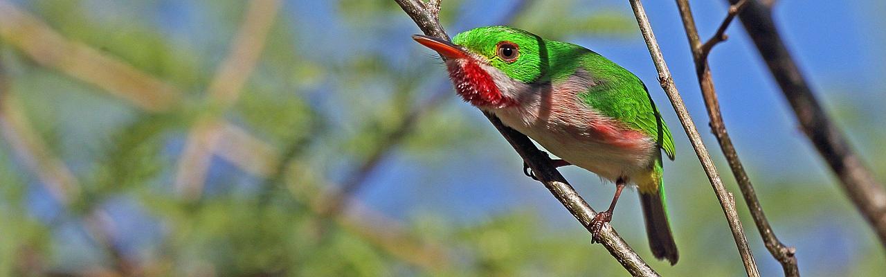 Broad-billed Tody, Birding Jamaica, Birding the Dominican Republic, Bird watching Caribbean, Nature Tour, Naturalist Journeys, Wildlife Tour, Wildlife Photography, Ecotourism, Specialty Birds, Birding Hotspot, Endemic Birds