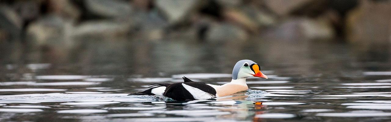 King Eider, Birding the Northwest Passage, Birding Greenland, Bird watching Greenland, Arctic Wildlife, Nature Tour, Naturalist Journeys, Wildlife Tour, Wildlife Photography, Ecotourism, Specialty Birds, Birding Hotspot, Lancaster Sound, Whale-watching, Polar Bears