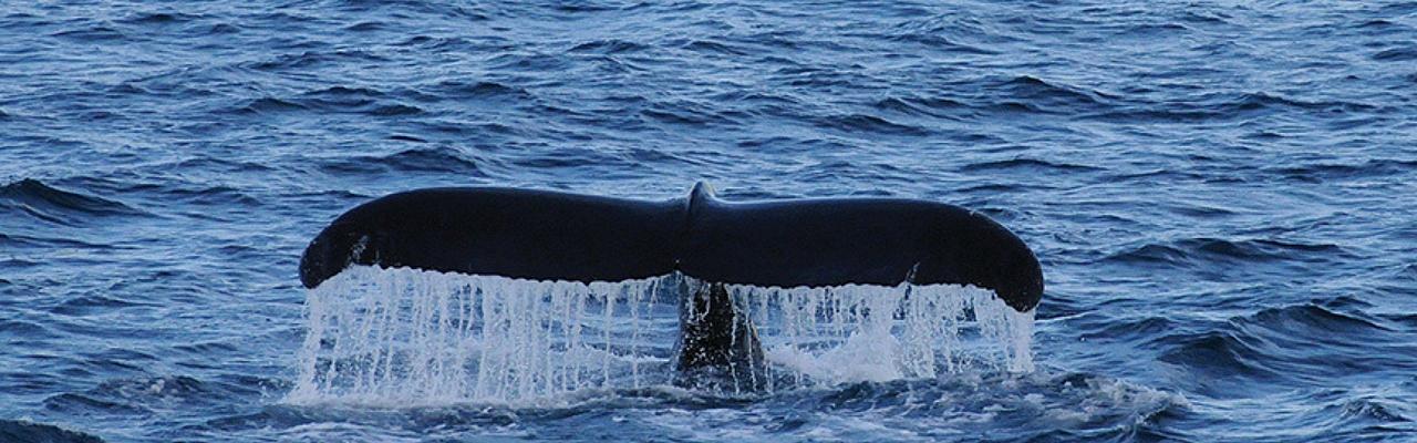 Birding the Northwest Passage, Birding Greenland, Bird watching Greenland, Arctic Wildlife, Nature Tour, Naturalist Journeys, Wildlife Tour, Wildlife Photography, Ecotourism, Specialty Birds, Birding Hotspot, Lancaster Sound, Whale-watching, Polar Bears