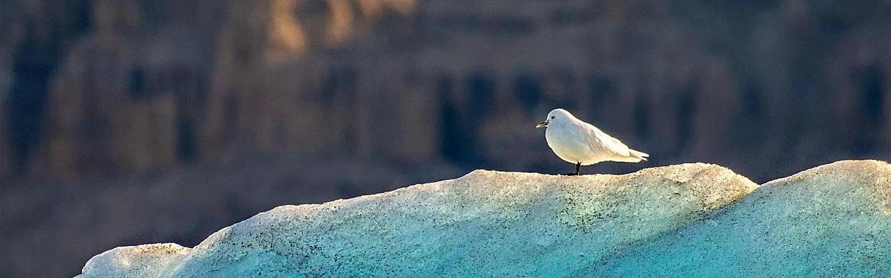Ivory Gull, Birding the Northwest Passage, Birding Greenland, Bird watching Greenland, Arctic Wildlife, Nature Tour, Naturalist Journeys, Wildlife Tour, Wildlife Photography, Ecotourism, Specialty Birds, Birding Hotspot, Lancaster Sound, Whale-watching, Polar Bears