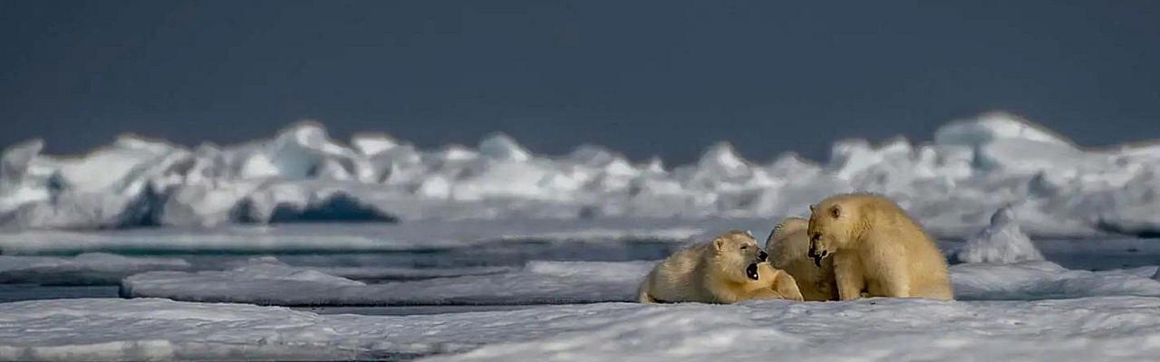 Polar Bears, Birding the Northwest Passage, Birding Greenland, Bird watching Greenland, Arctic Wildlife, Nature Tour, Naturalist Journeys, Wildlife Tour, Wildlife Photography, Ecotourism, Specialty Birds, Birding Hotspot, Lancaster Sound, Whale-watching, Polar Bears