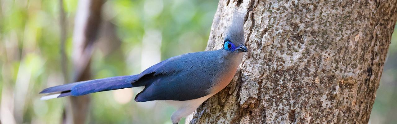 Birding Madagascar, Bird watching Madagascar, Africa Nature Tour, Naturalist Journeys, Wildlife Tour, Wildlife Photography, Ecotourism, Specialty Birds, Birding Hotspot, Endemic Birds