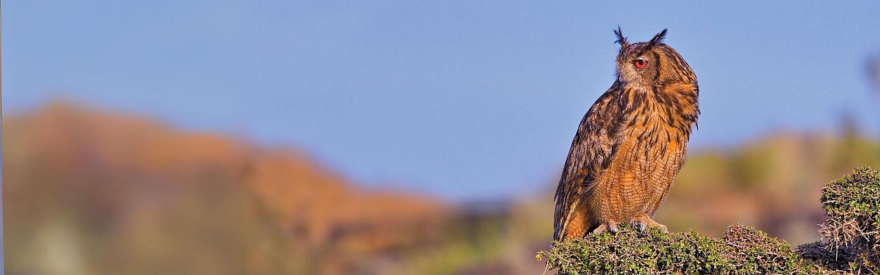 Birding Croatia, Birding Europe, Bird watching Croatia, Adriatic Sea, Balkan Peninsula, Nature Tour, Naturalist Journeys, Wildlife Tour, Wildlife Photography, Ecotourism, Specialty Birds, Birding Hotspot, Krka National Park, Pag, Spring Migration, European Wildlife Tour
