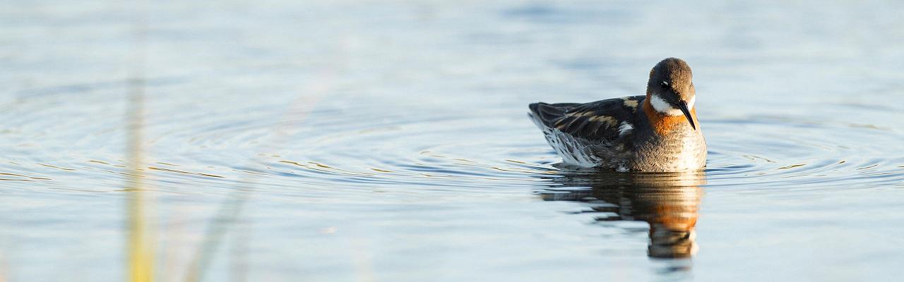 Birding Maine, Maine Nature, Acadia National Park, Bird watching Maine, Fall Migration, Naturalist Journeys, Wildlife Tour, Wildlife Photography, Ecotourism, Specialty Birds, Birding Hotspot, Bar Harbor