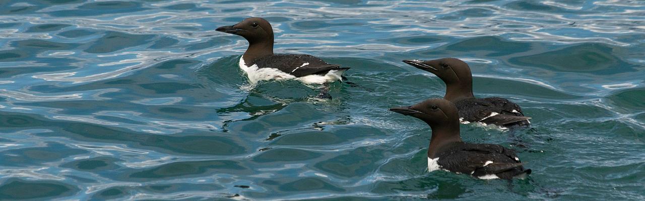 Birding Maine, Maine Nature, Acadia National Park, Bird watching Maine, Fall Migration, Naturalist Journeys, Wildlife Tour, Wildlife Photography, Ecotourism, Specialty Birds, Birding Hotspot, Bar Harbor