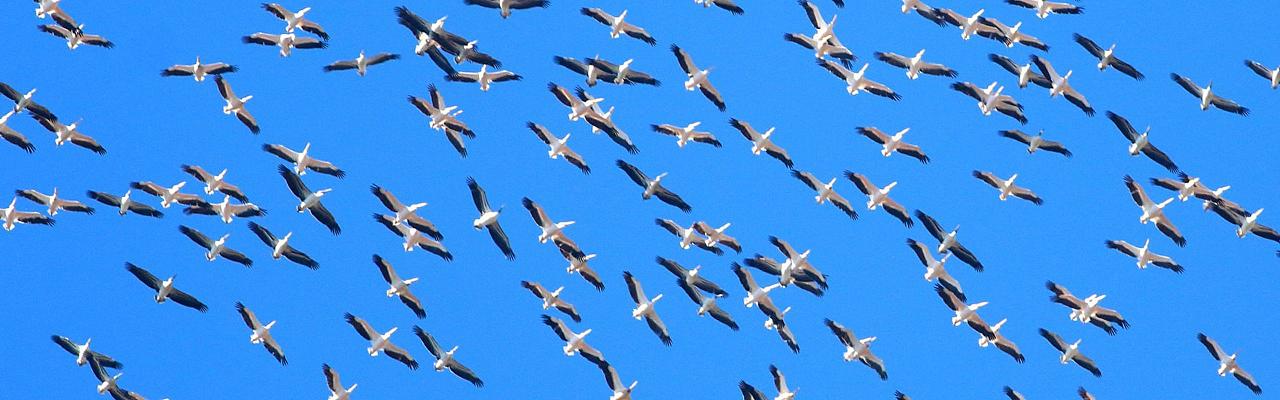 Birding Romania, Birding Bulgaria, Bird Watching Europe, European Birds, Naturalist Journeys, Wildlife Tour, Wildlife Photography, Ecotourism, Specialty Birds, Endemic Birds, Birding Hotspot, Black Sea, Bird Migration