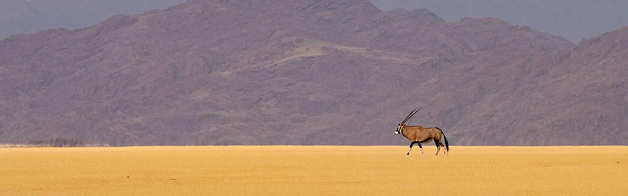 Birding Namibia, Birding Botswana, Africa, African birds, Naturalist Journeys, Wildlife Tour, Wildlife Photography, Ecotourism, Specialty Birds, Endemic Birds, Birding Hotspot, Birding Safari, Lion, Jaguar, Elephant