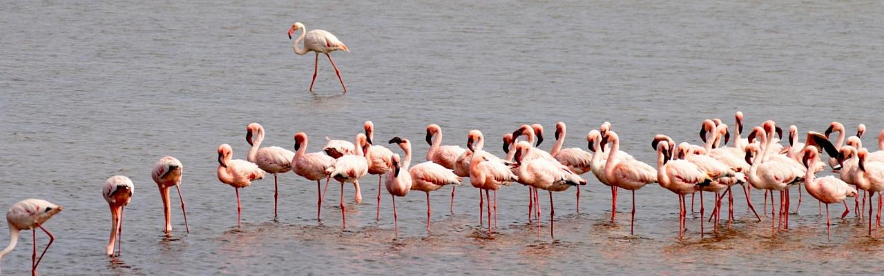 Birding Namibia, Birding Botswana, Africa, African birds, Naturalist Journeys, Wildlife Tour, Wildlife Photography, Ecotourism, Specialty Birds, Endemic Birds, Birding Hotspot, Birding Safari, Lion, Jaguar, Elephant