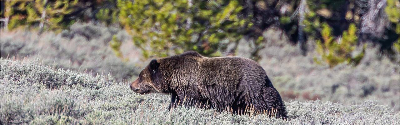 Grizzly, Yellowstone, Yellowstone National Park, Yellowstone Nature Tour, Yellowstone Wildlife Tour, Yellowstone Birding Tour, Naturalist Journeys
