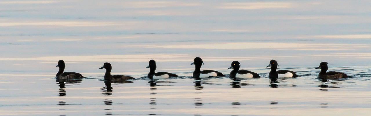 Birding Italy, Bird Watching Italy, Birding Europe, Naturalist Journeys, Wildlife Tour, Wildlife Photography, Ecotourism, Specialty Birds, Endemic Birds, Birding Hotspot, Italian Dolomites, Venice Italy, Bologna Italy