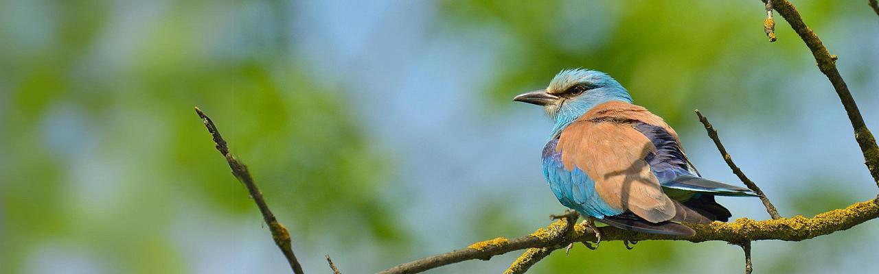 Birding Italy, Bird Watching Italy, Birding Europe, Naturalist Journeys, Wildlife Tour, Wildlife Photography, Ecotourism, Specialty Birds, Endemic Birds, Birding Hotspot, Italian Dolomites, Venice Italy, Bologna Italy
