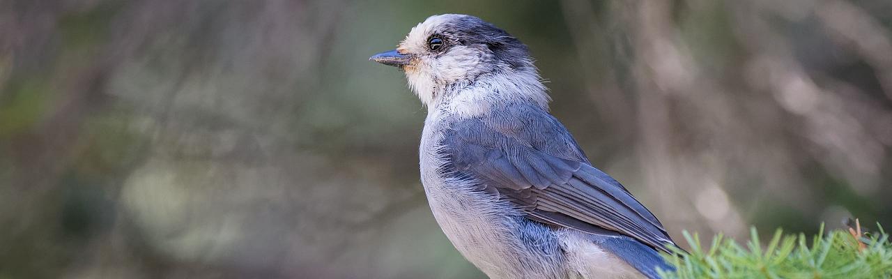 Birding Maine, Bird watching Maine, USA, North America, Acadia National Park, Bar Harbor, Naturalist Journeys, Wildlife Tour, Wildlife Photography, Ecotourism, Specialty Birds, Endemic Birds, Birding Hotspot