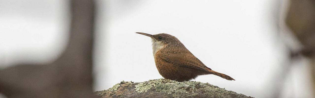 Birding Canada, Bird Watching Canada, Birding North America, Naturalist Journeys, Wildlife Tour, Wildlife Photography, Ecotourism, Specialty Birds, Endemic Birds, Birding Hotspot, Banff National Park